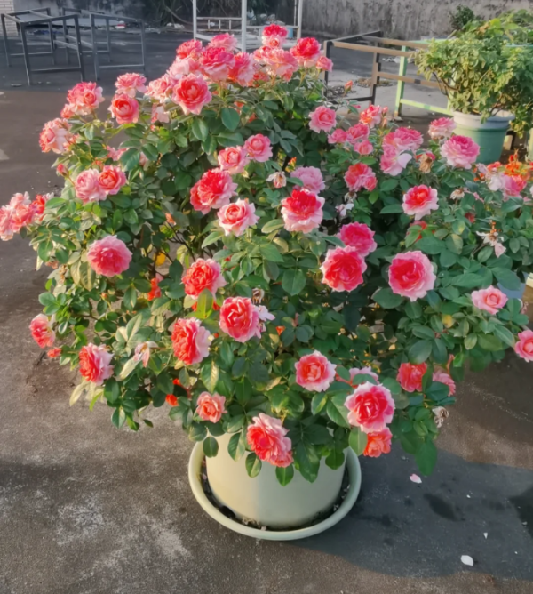 Fragrance King Terrazza Rose bush丨Your roses