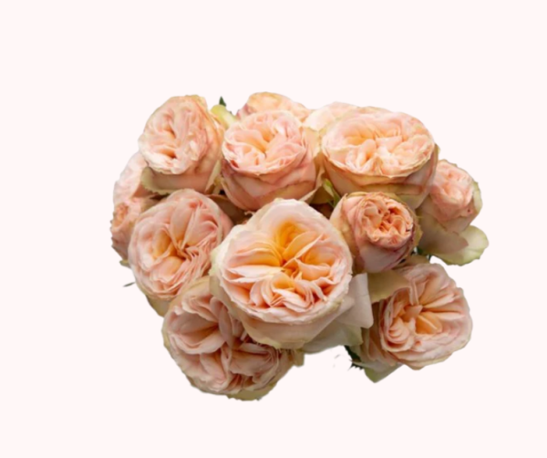 Gentle Trendsetter Rose丨Your roses