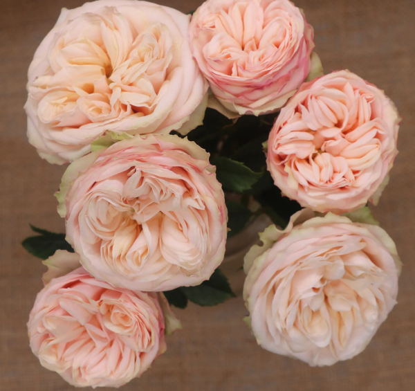 Gentle Trendsetter Rose plant丨Your roses