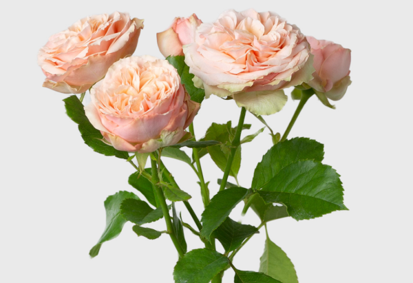 Gentle Trendsetter Rose for sale丨Your roses