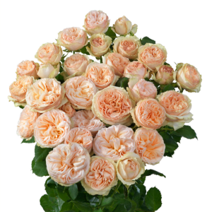 Gentle Trendsetter Rose丨Your roses