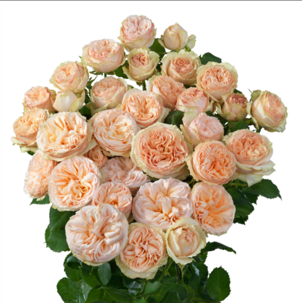 Gentle Trendsetter Rose丨Your roses