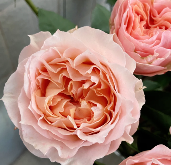 Georgia Peach Rose plant丨Your roses