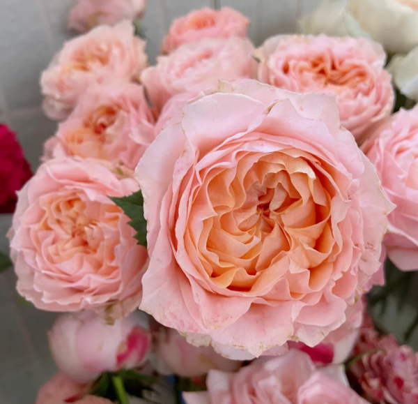 Georgia Peach Roses丨Your roses