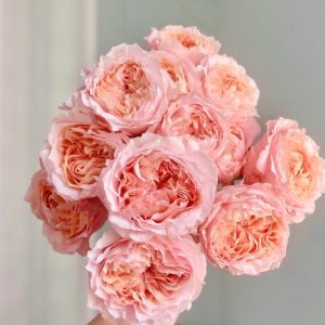 Georgia Peach Rose丨Your roses