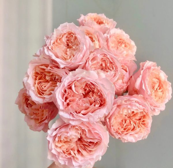 Georgia Peach Rose丨Your roses