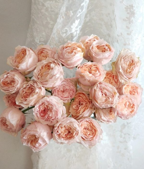 Georgia Peach Rose丨Your roses