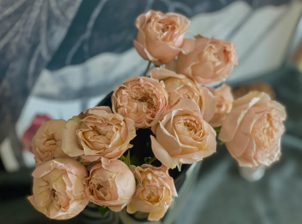 Georgia Peach Rose for sale丨Your roses