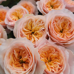 Georgina Gardens Rose丨Your roses