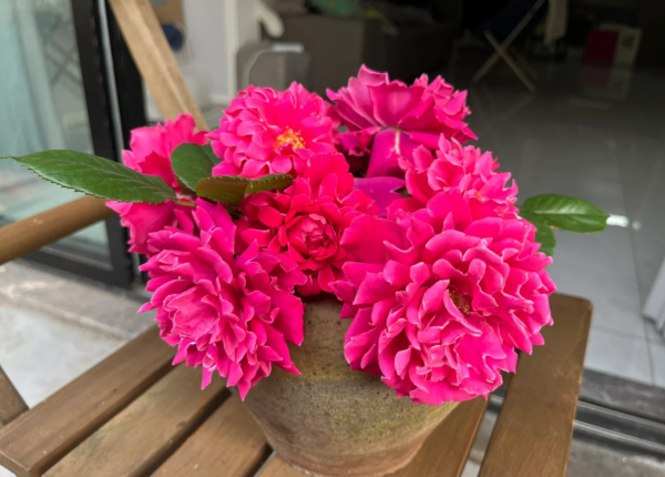 Glamorous Ruffle Rose Plant丨Your roses