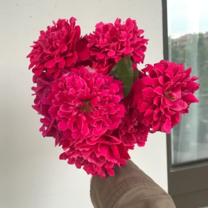 Glamorous Ruffle Rose丨Your roses