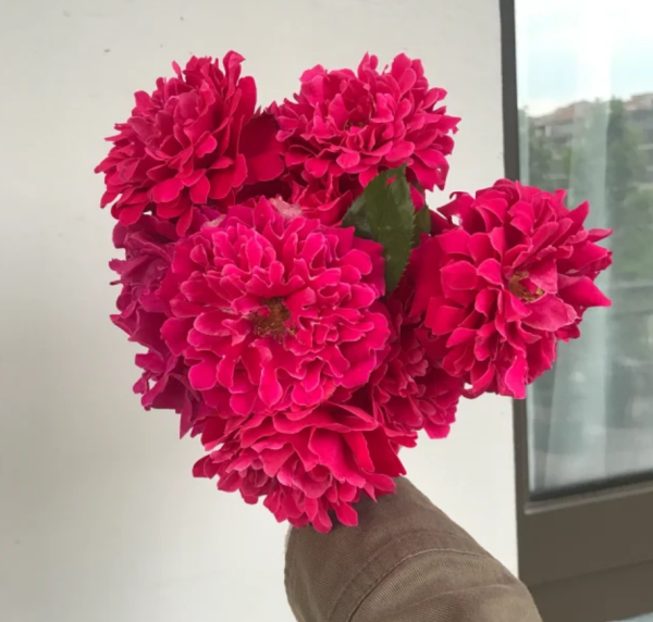 Glamorous Ruffle Rose丨Your roses