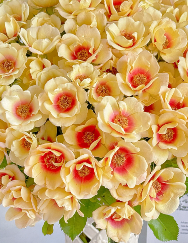Glorious Babylon Eyes Rose Plant丨Your roses