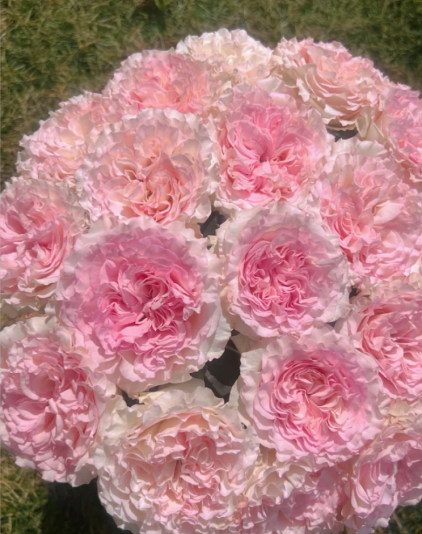 Goddess of the Luo River Rose plant丨Your roses