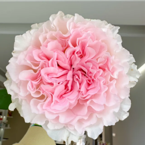 Goddess of the Luo River Rose丨Your roses