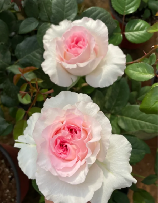 Goddess of the Luo River Rose丨Your roses