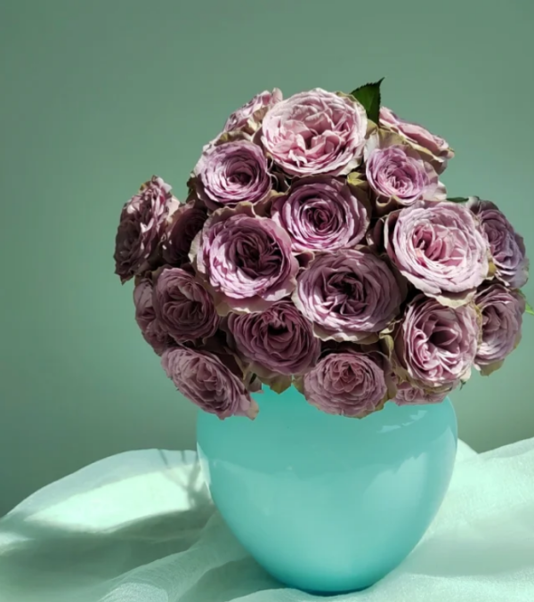 Grey Knights Rose plant丨Your roses