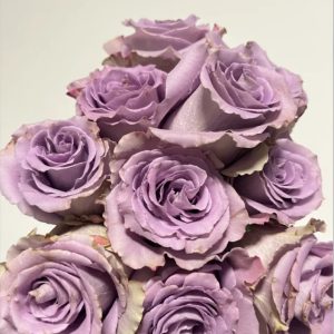Grey Knights Rose丨Your roses