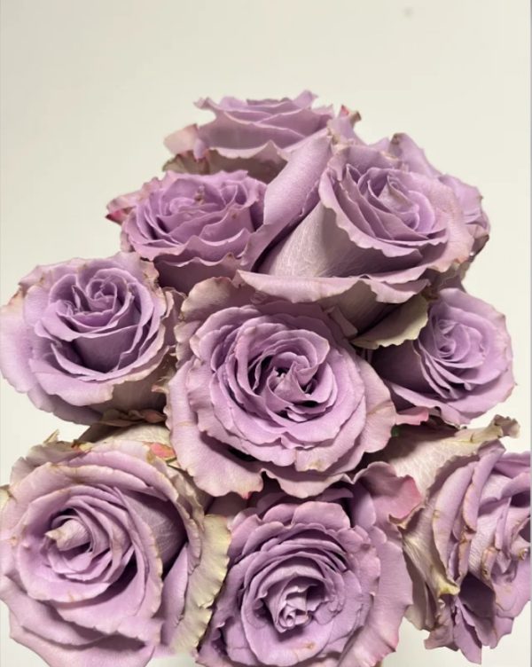 Grey Knights Rose丨Your roses