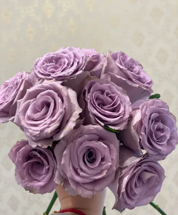 Grey Knights Rose for sale丨Your roses