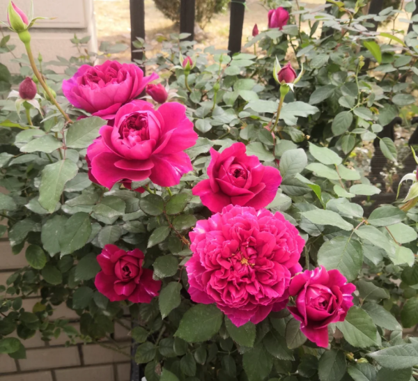 Beadonald Rose Plant丨Your roses