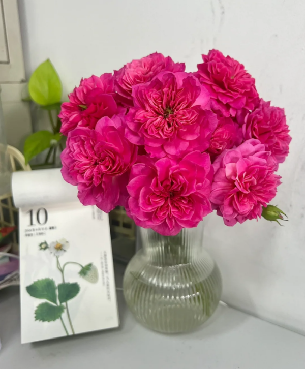 Beadonald Rose丨Your roses