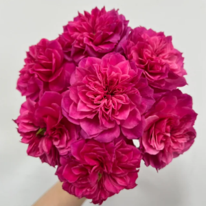 Ivors Rose丨Your roses