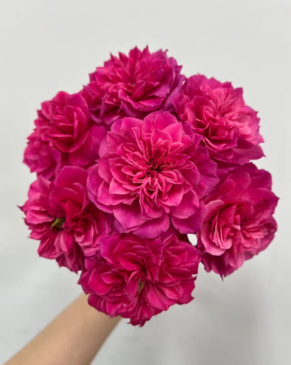 Ivors Rose丨Your roses