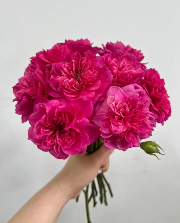 Ivors Rose Plant丨Your roses