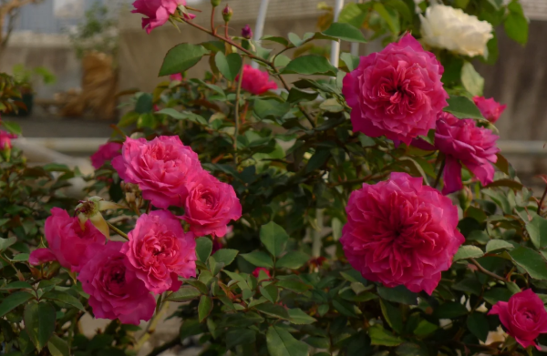 Ivors Rose for sale丨Your roses