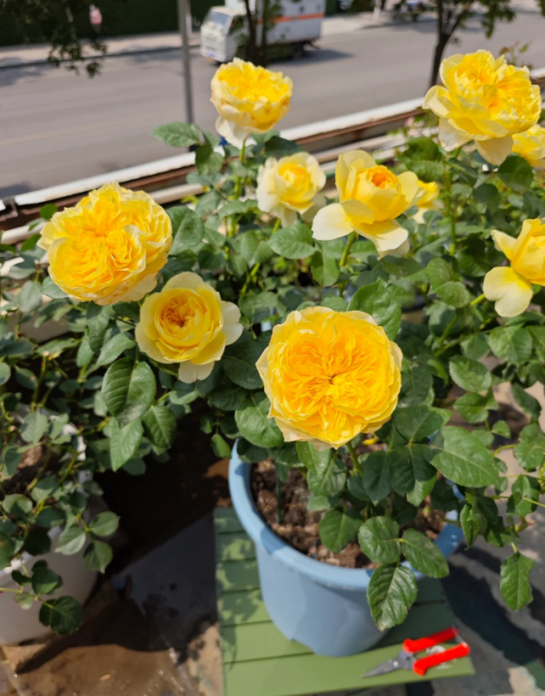 Jeanne d'Arc Roses丨Your roses