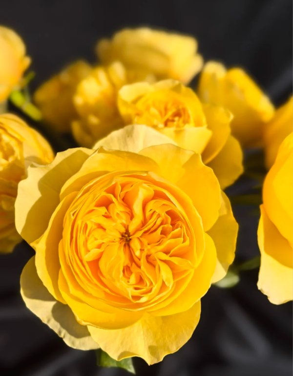 Jeanne d'Arc Rose plant丨Your roses