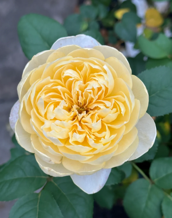 Jeanne d'Arc Rose for sale丨Your roses
