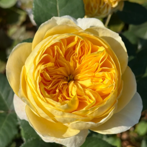 Jeanne d'Arc Rose丨Your roses