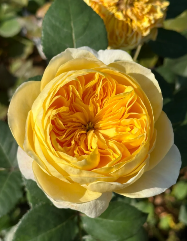 Jeanne d'Arc Rose丨Your roses