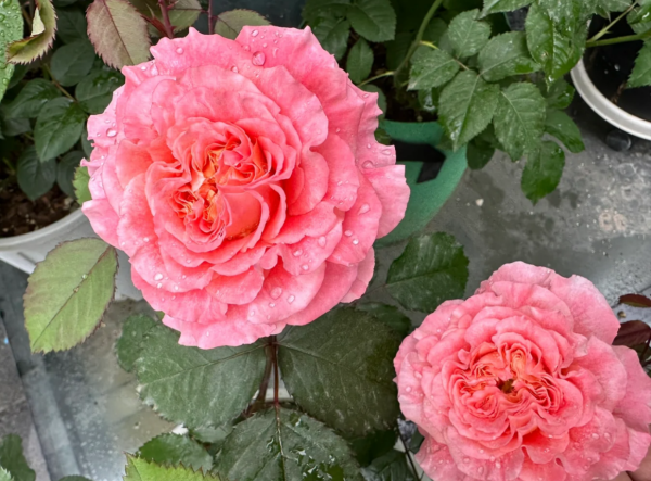 Jef l'Artiste Rose丨Your roses