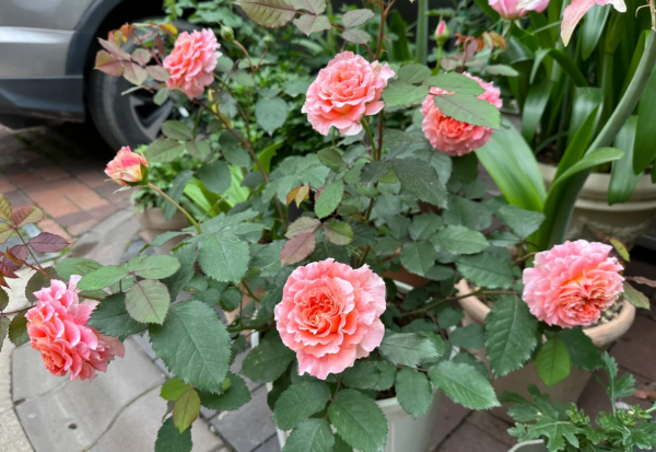 Jef l'Artiste Rose for sale丨Your roses