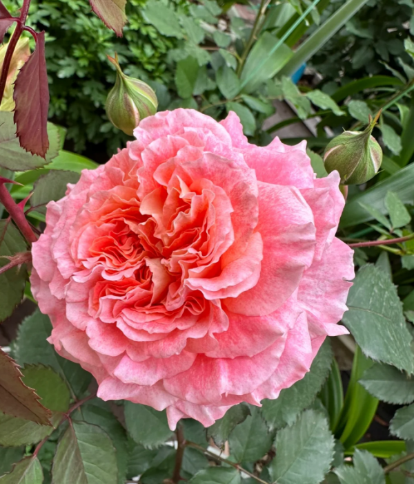 Jef l'Artiste Rose plant丨Your roses