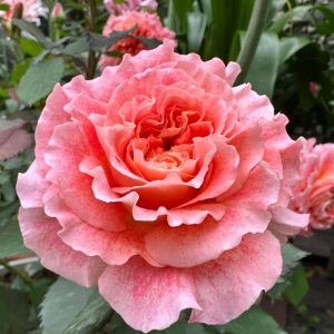 Jef l'Artiste Rose丨Your roses