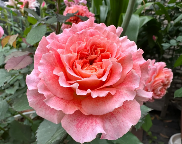 Jef l'Artiste Rose丨Your roses