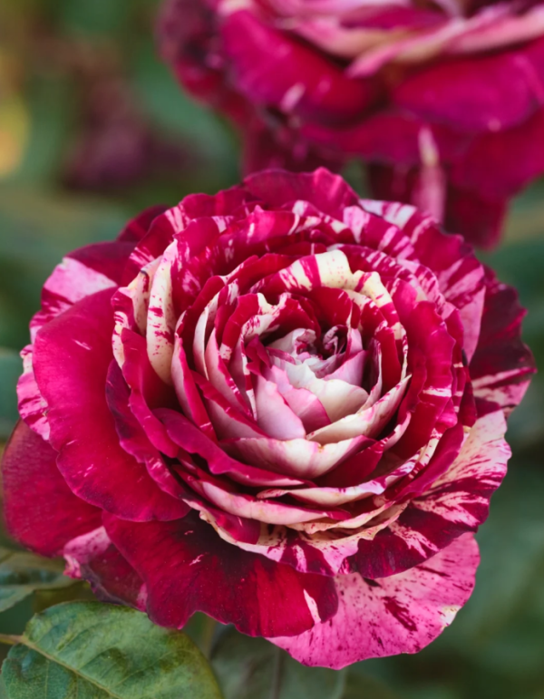 Julio Iglesias Rose for sale丨Your roses
