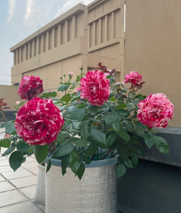 Julio Iglesias Roses丨Your roses