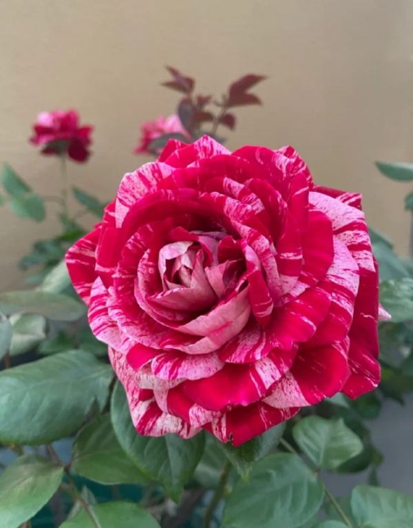 Julio Iglesias Rose丨Your roses