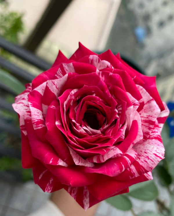 Julio Iglesias Rose Plant丨Your roses
