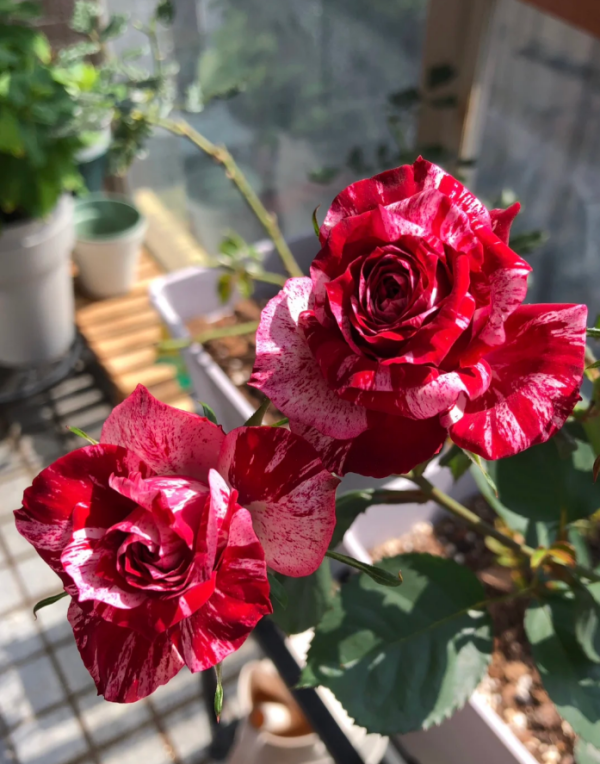 Rose Julio Iglesias丨Your roses