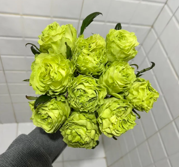 Xiaoqiao Rose for sale丨Your roses