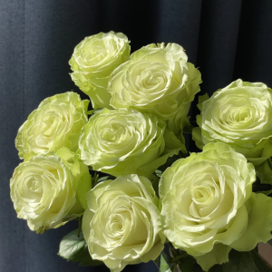 Xiaoqiao Rose丨Your roses