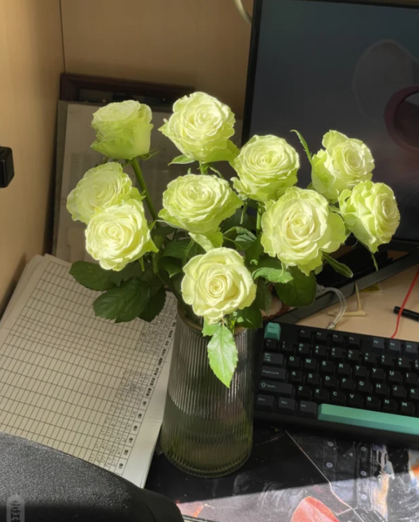 Jutta Rose Plant丨Your roses
