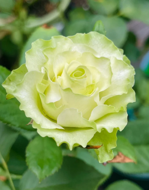 Rose Xiaoqiao丨Your roses