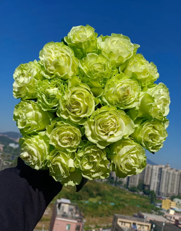 Jutta Rose丨Your roses